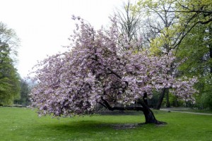 Cherry blossom tree - day