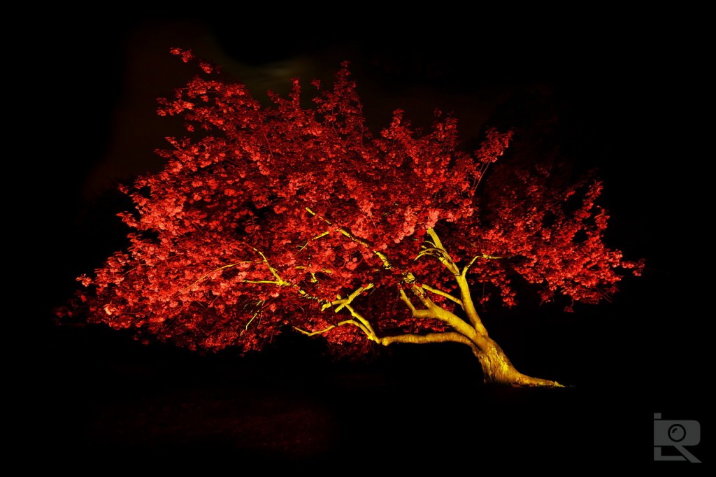 Cherry blossom tree